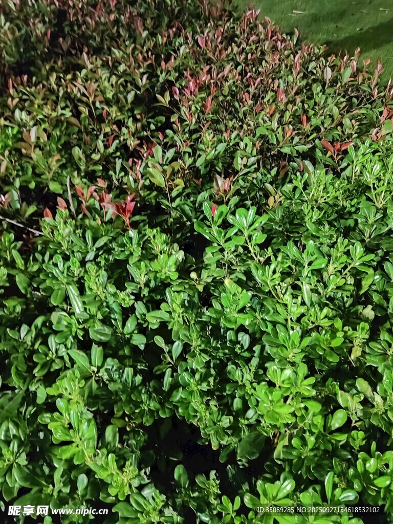 绿叶间点缀的红色小花