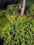 夜幕下的绿植景观