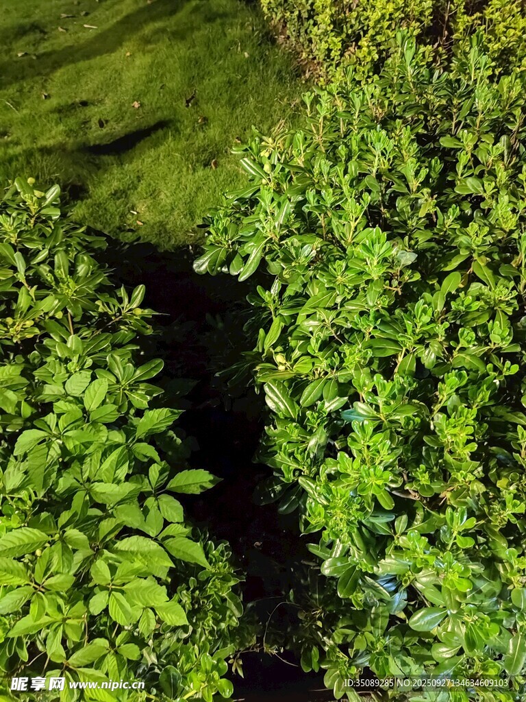 翠绿繁茂的植物景观