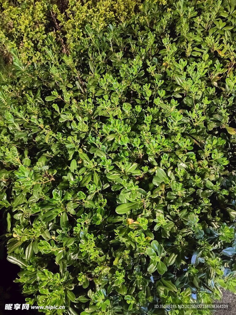 茂密绿植景观