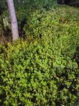 茂密绿植环绕的树木景观