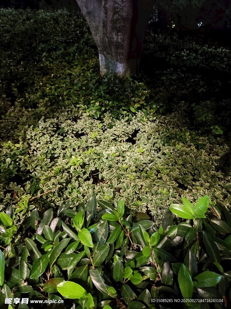 树下绿植景观