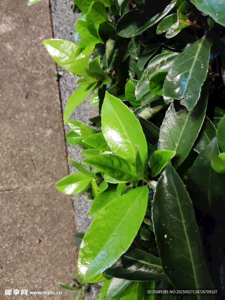 路边翠绿植物特写