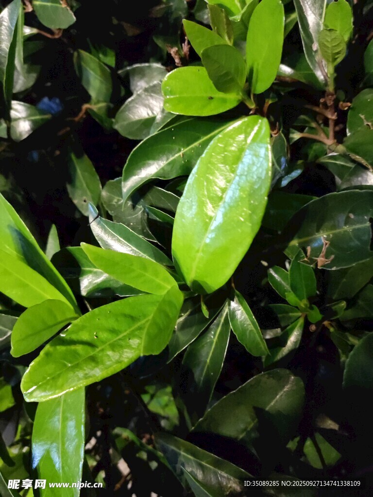 翠绿叶片特写