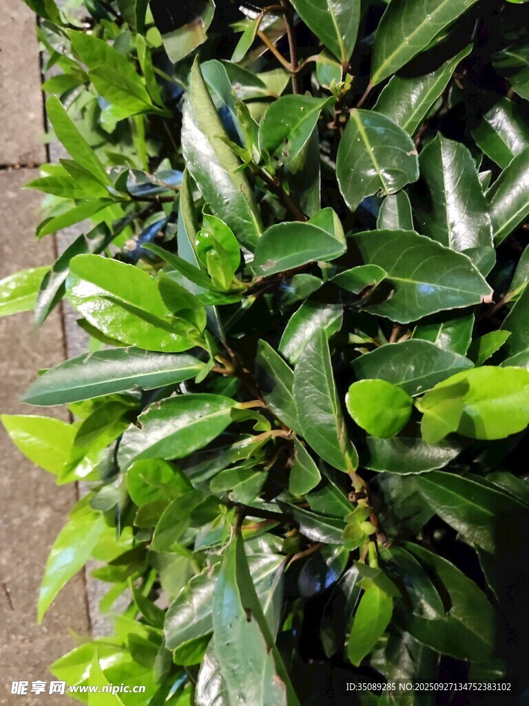 翠绿繁茂的室内绿植景观