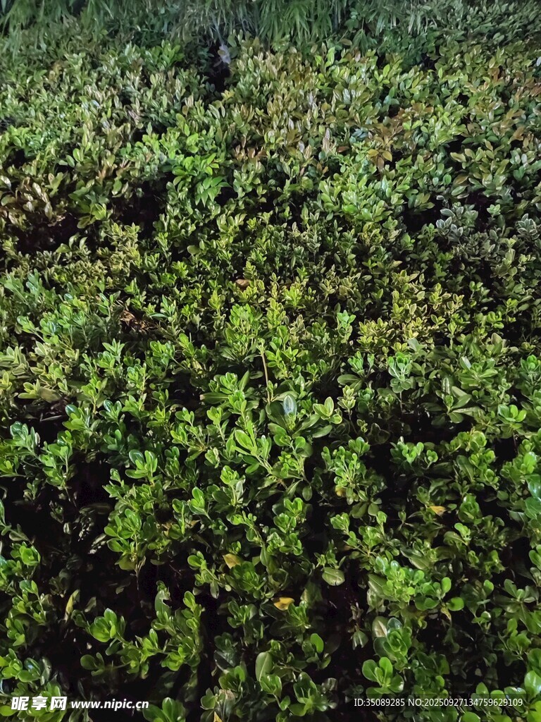 茂密绿植景观