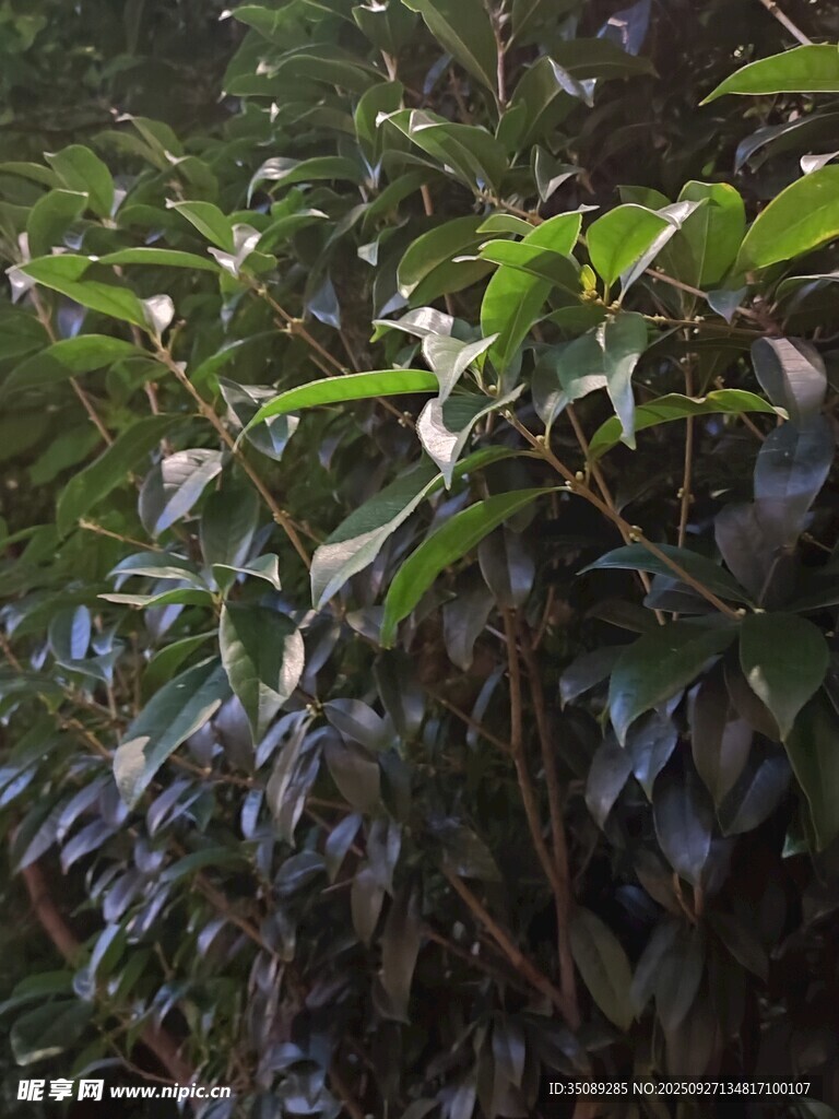 茂密绿叶植物景观