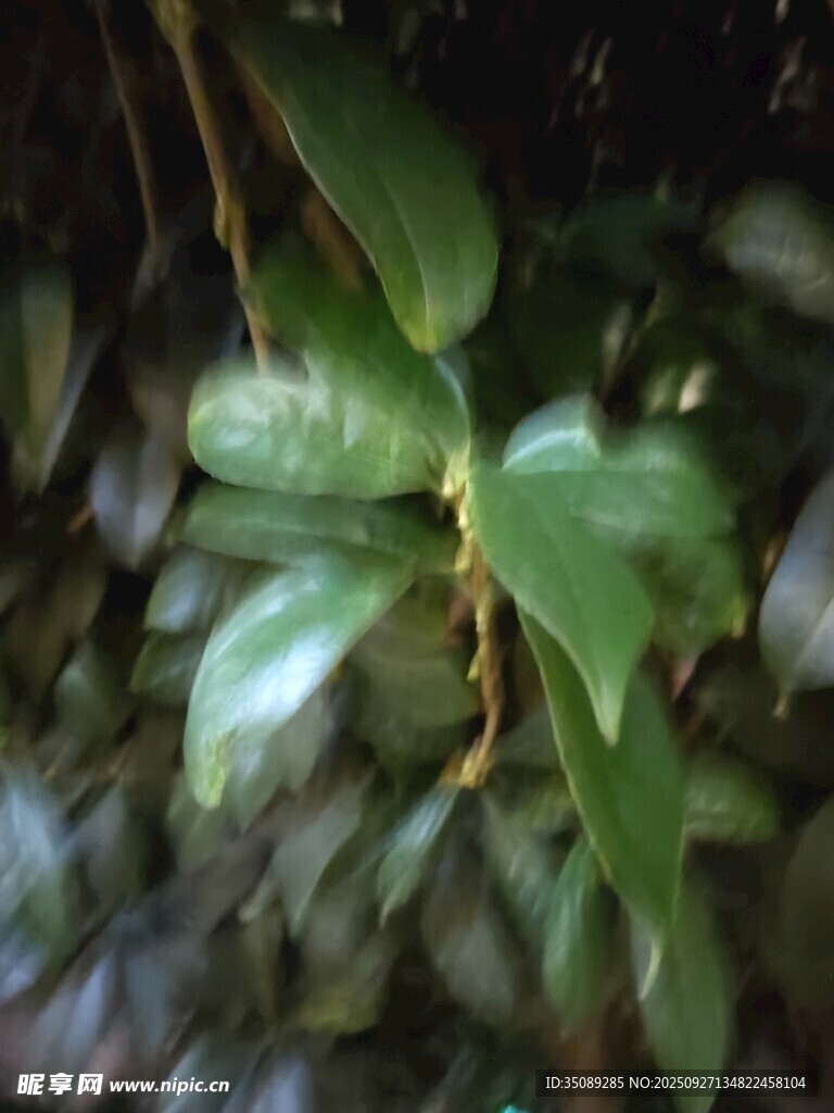 翠绿叶片特写