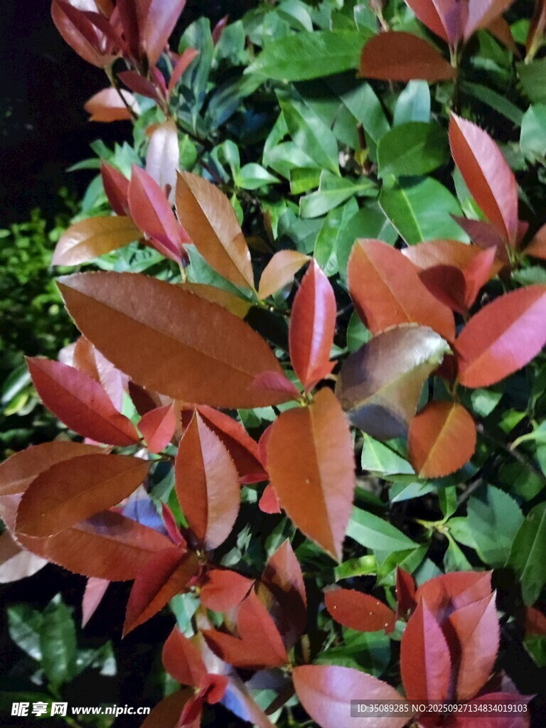 红叶灌木特写