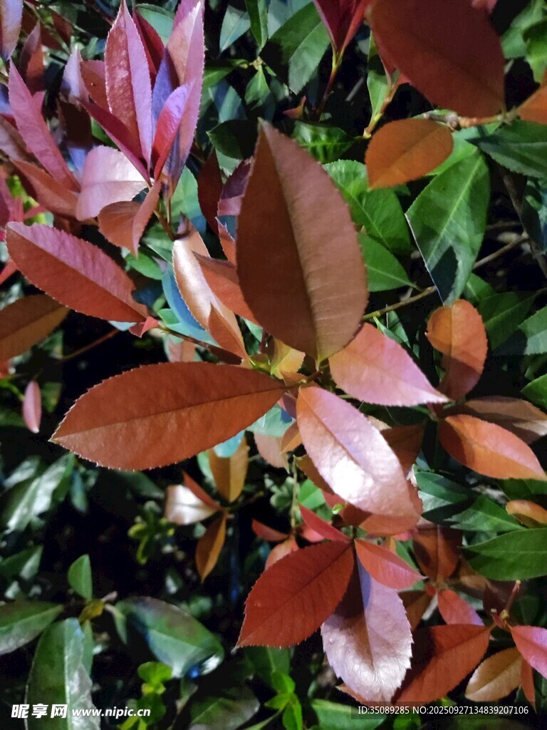 多彩叶片植物特写