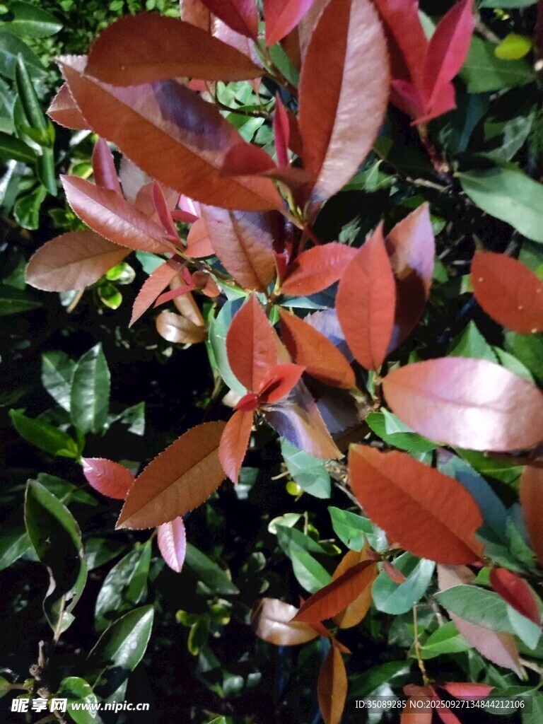 红绿叶植物特写