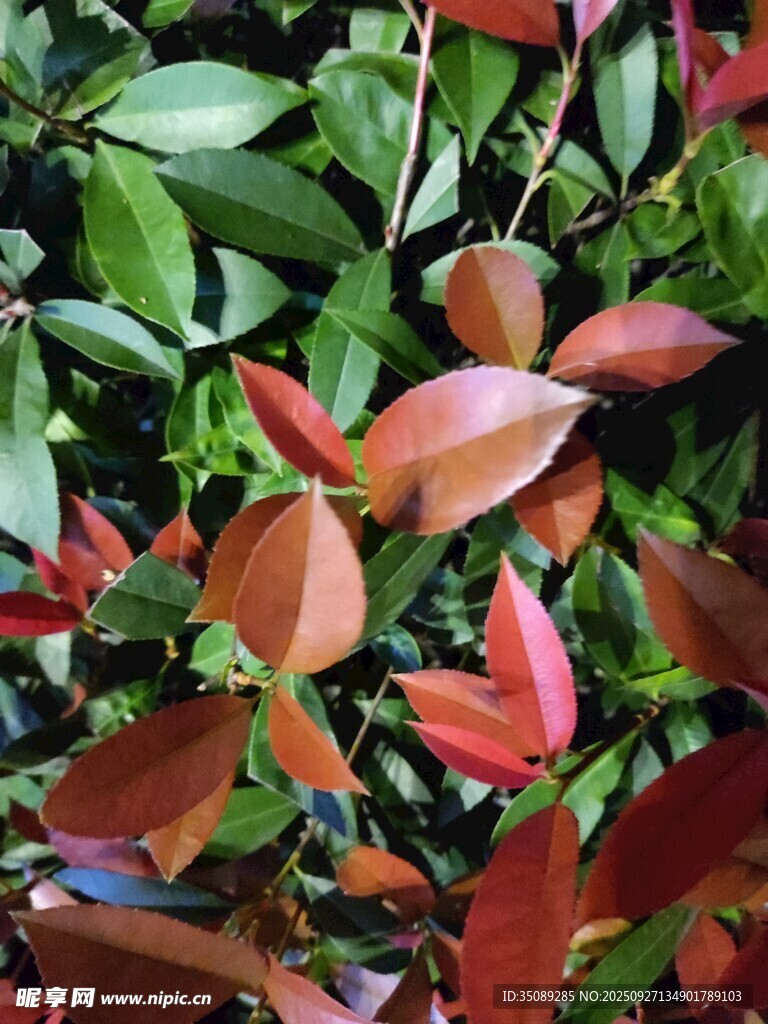 红叶绿叶交织的植物景观