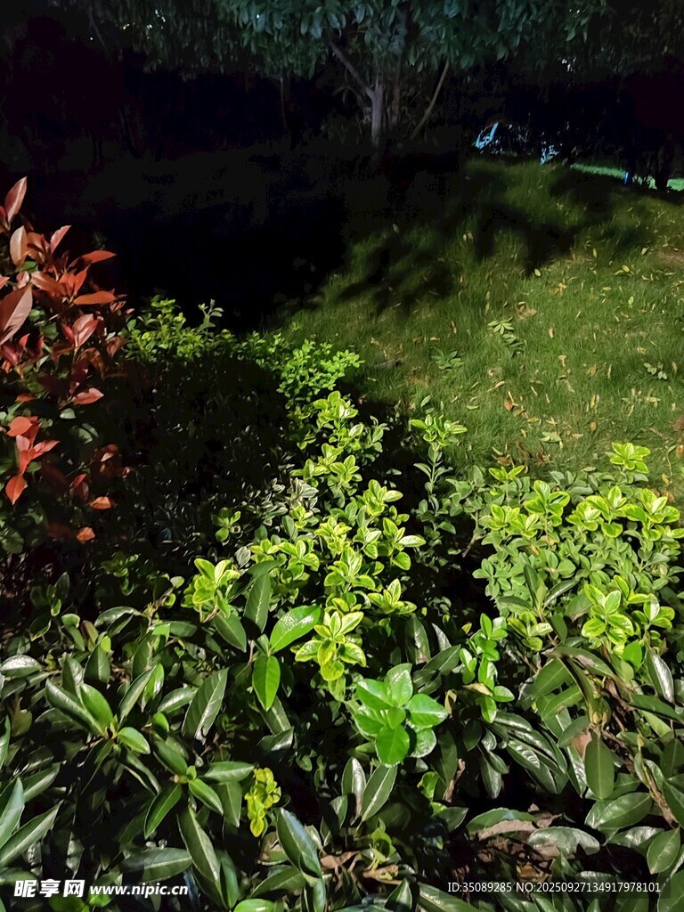 夜间绿植景观
