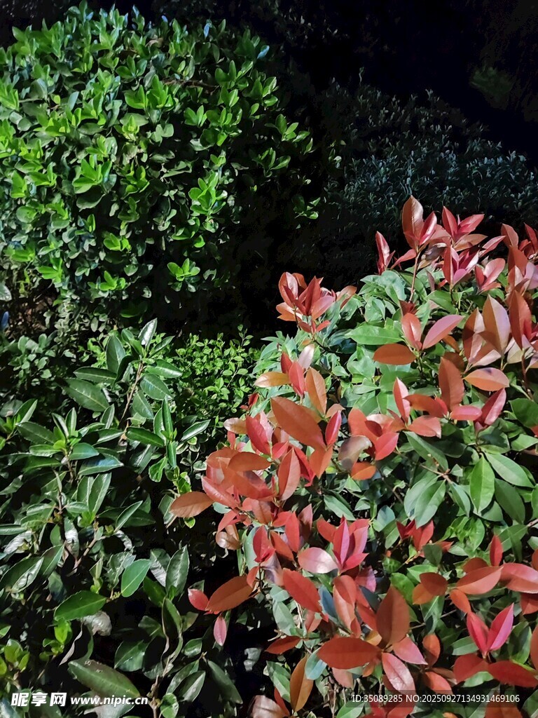 多彩植物景观
