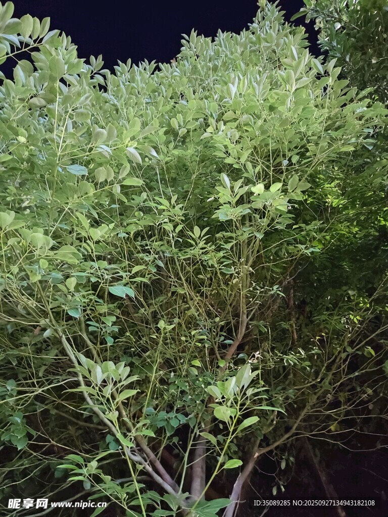 夜间绿植景象