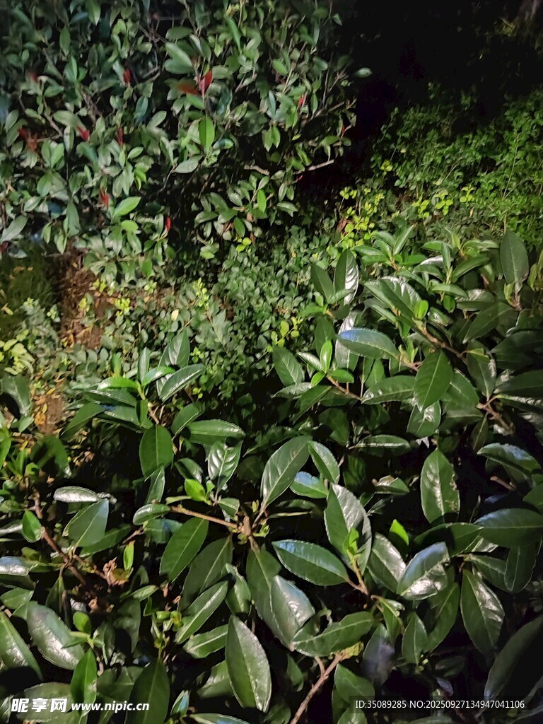 夜间绿植景观