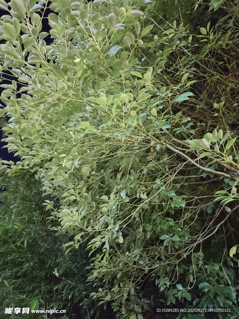 茂密绿植景观