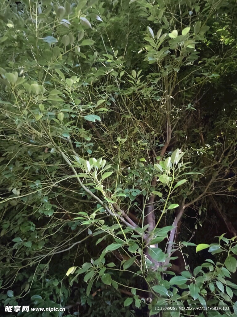 茂密绿植景观