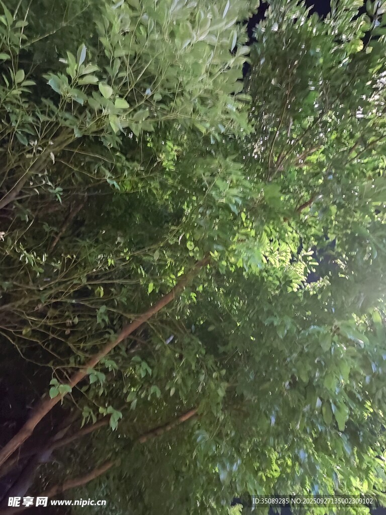 茂密丛林绿意盎然