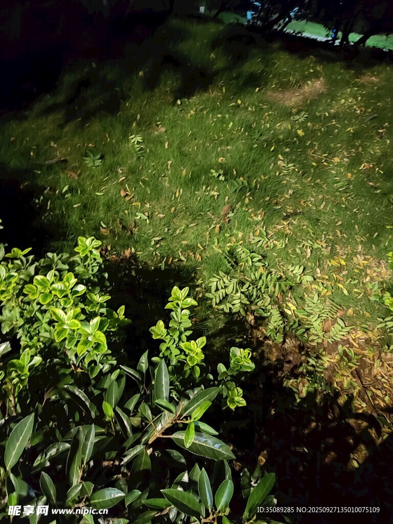 夜晚草地旁的绿植景象