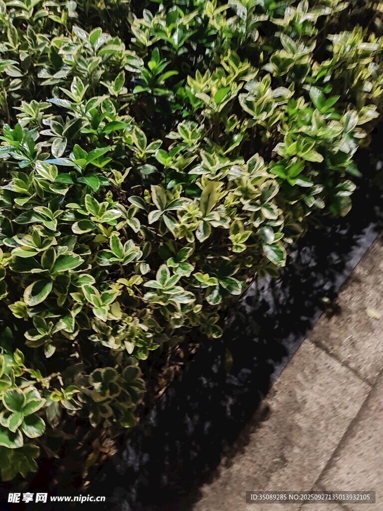 路边绿植景观