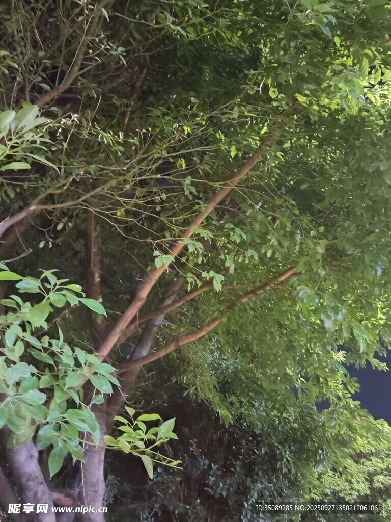 繁茂绿树间的自然景致