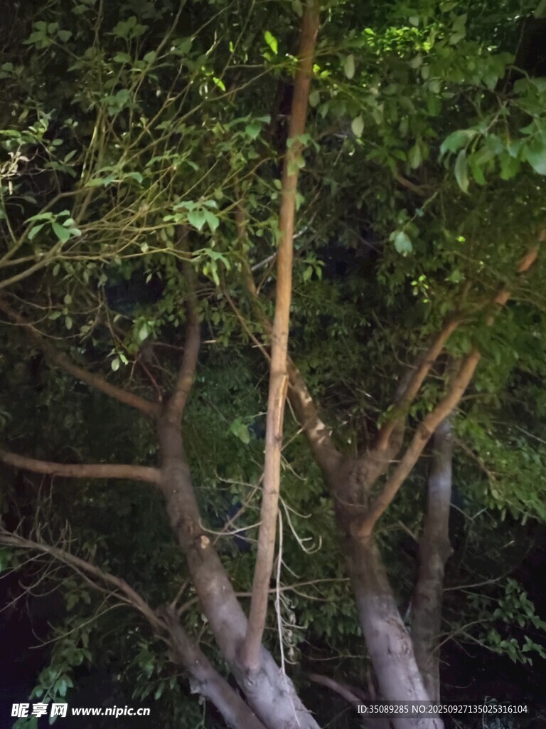 夜间繁茂树木枝干景象