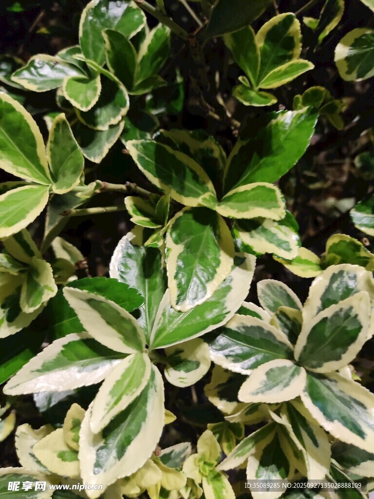 花叶斑斓的绿植特写