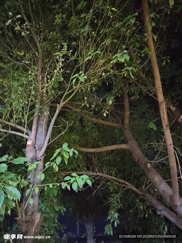 繁茂树枝间的绿意景致