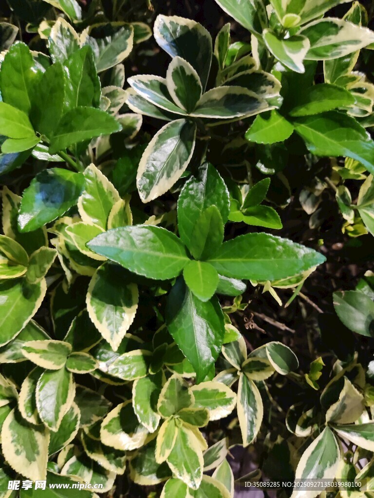 斑叶绿植特写