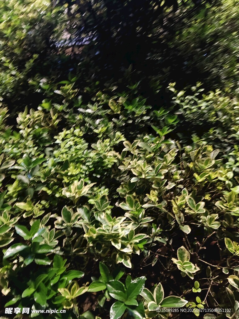 茂密绿植景观