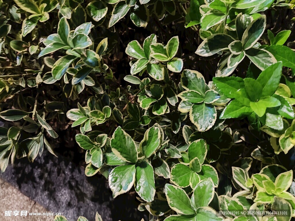 绿叶植物景观
