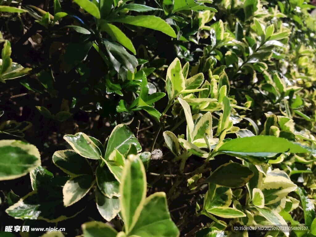 绿叶锦簇的植物景观