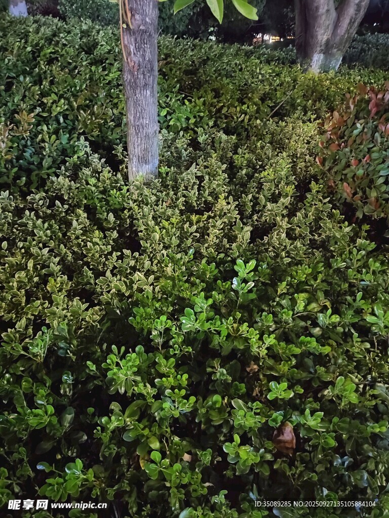 茂密绿植与树干景观
