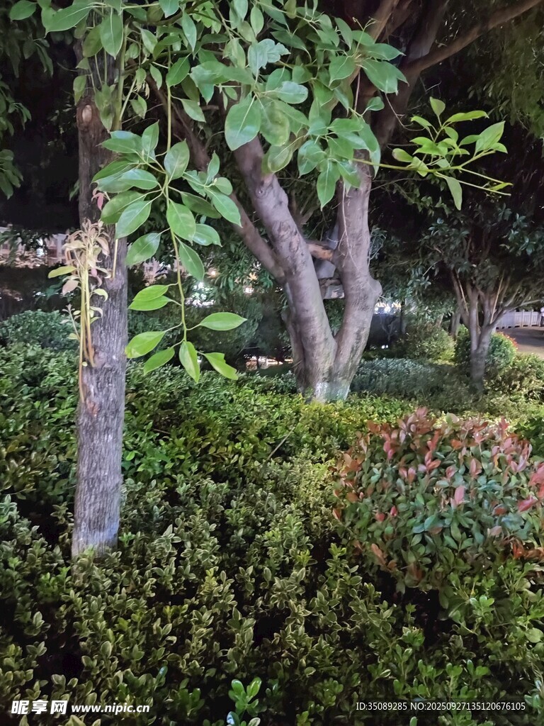 园林绿植景观