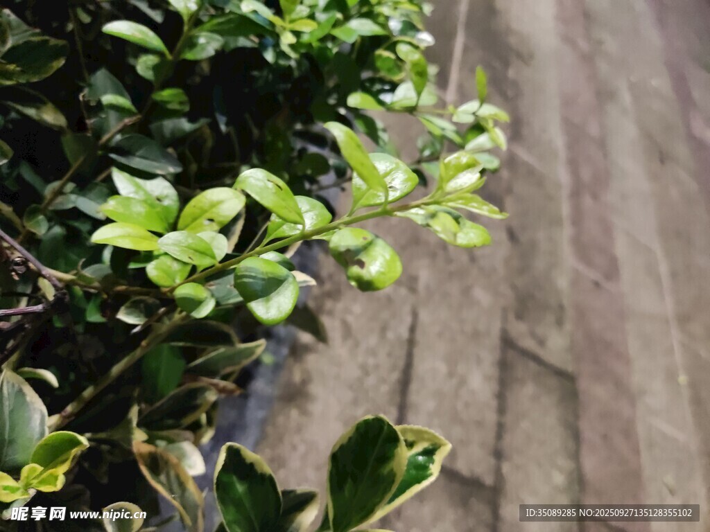 绿叶植物与木质地面景观