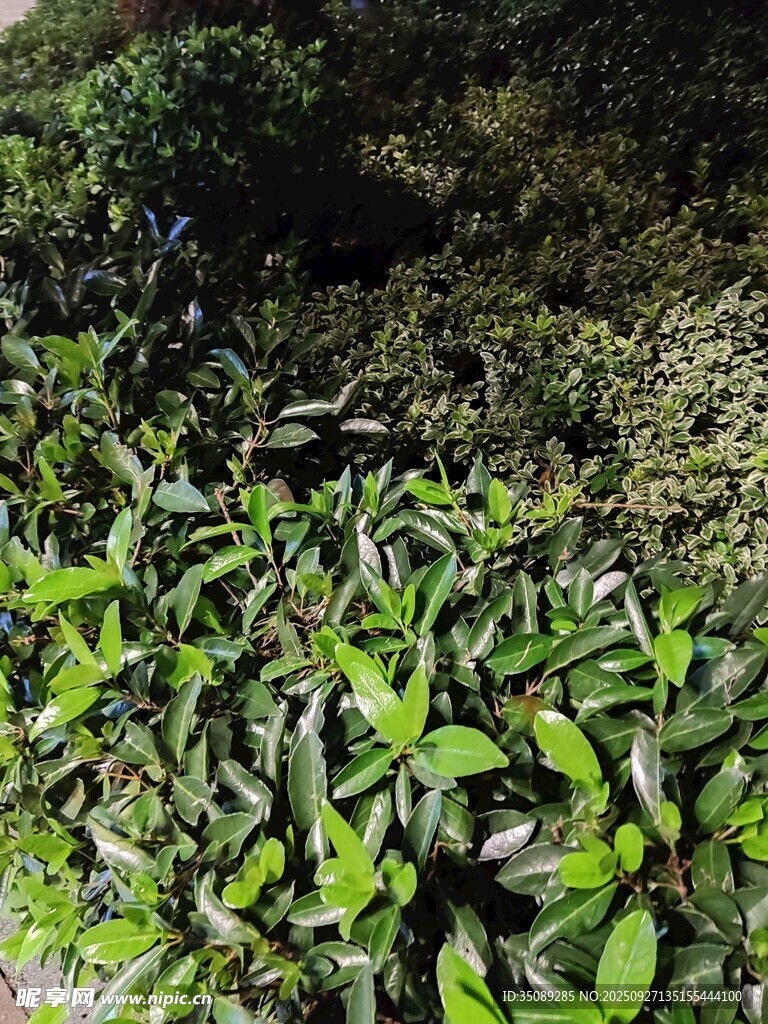 翠绿茶园生机盎然