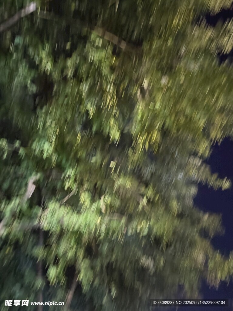 夜幕下的繁茂绿植
