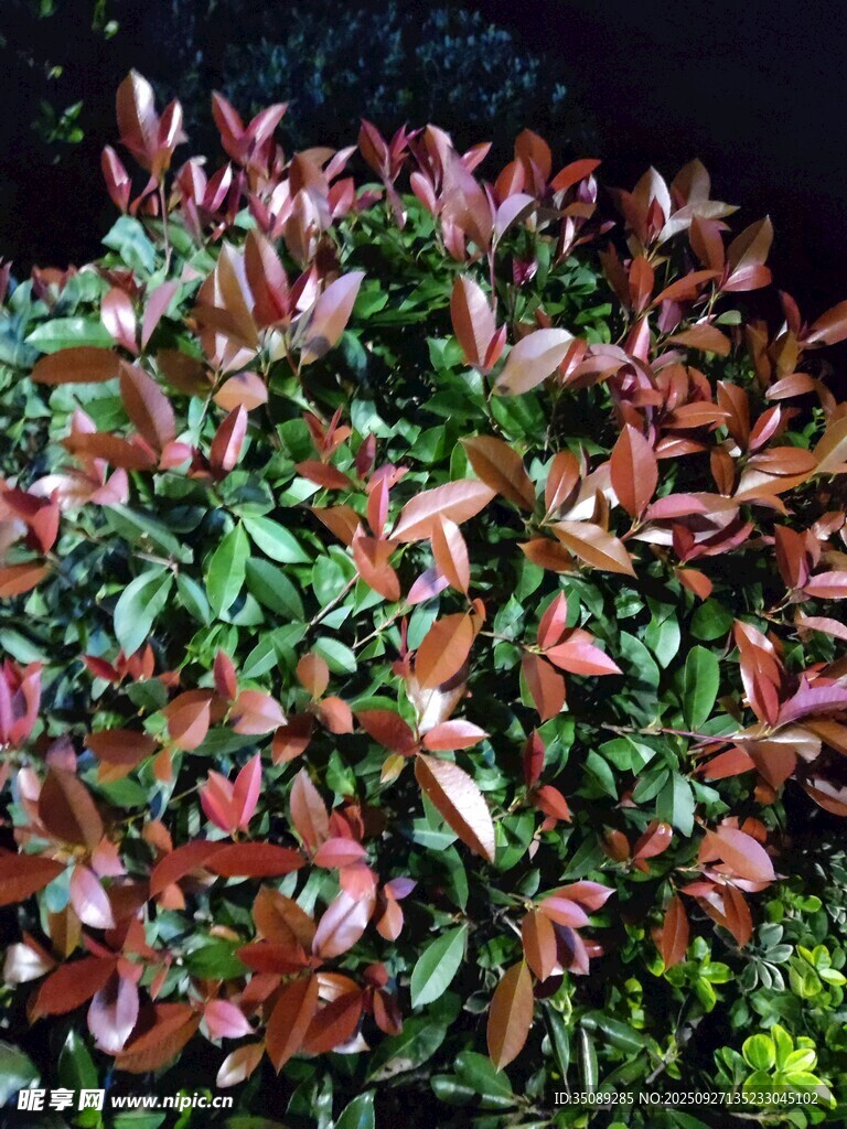 红叶绿叶交织的植物景观