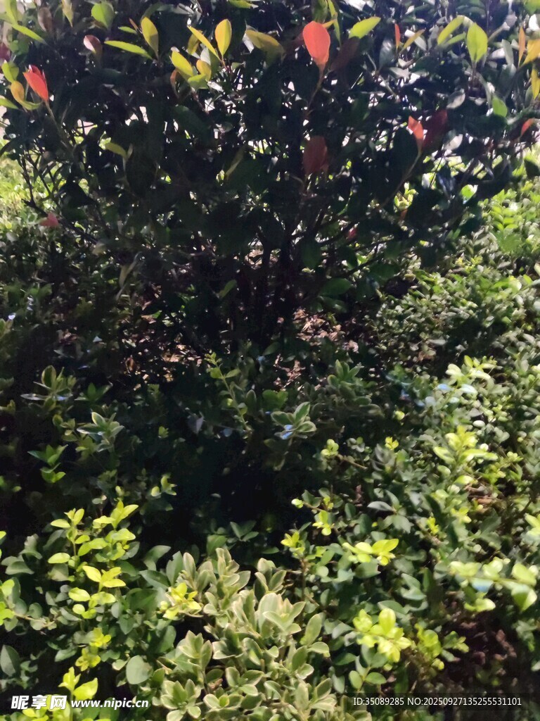 繁茂绿植中的多彩果实