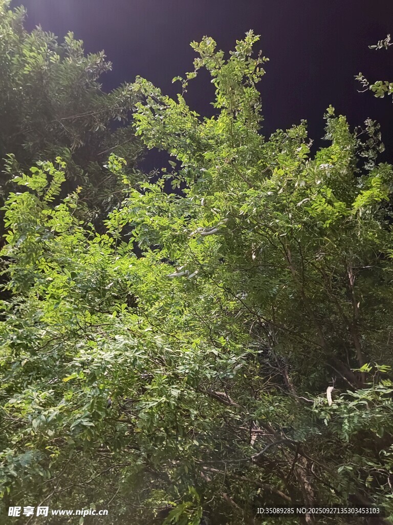 夜幕下的葱郁绿植