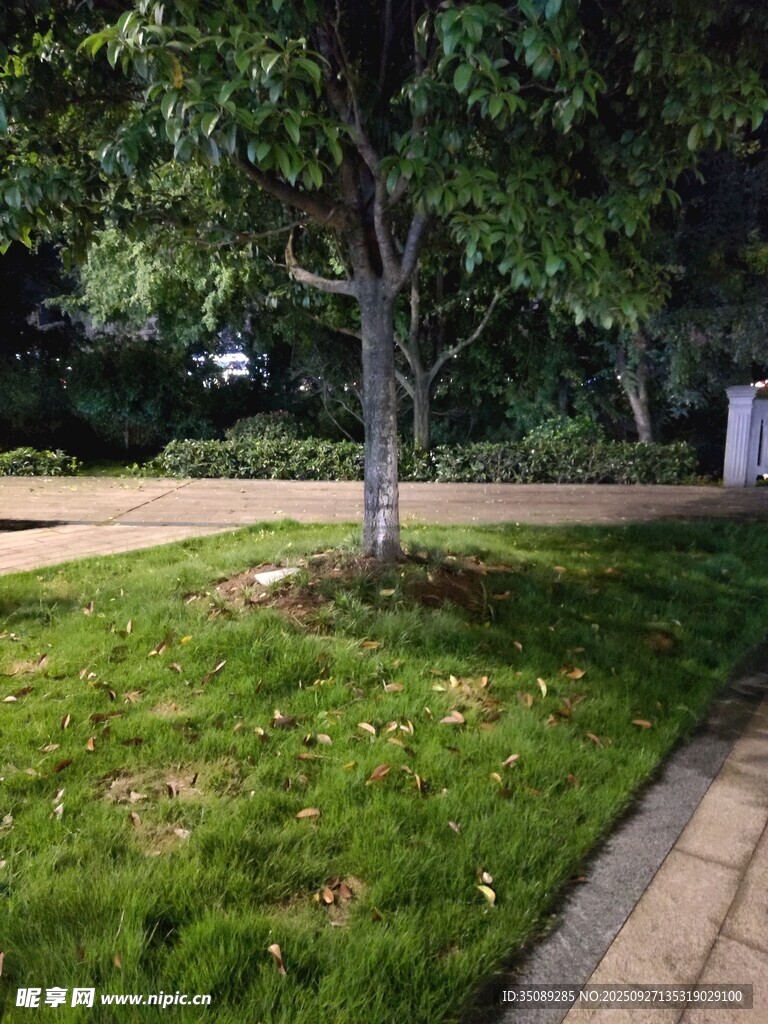 路边绿树与草地景观