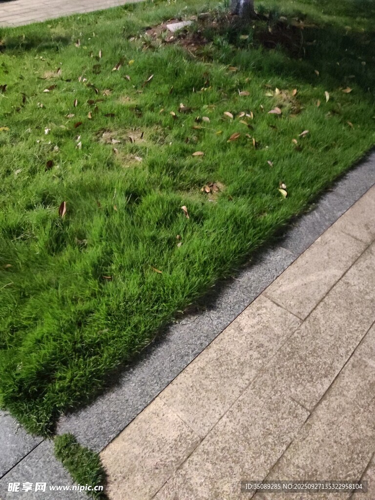 路边翠绿草坪