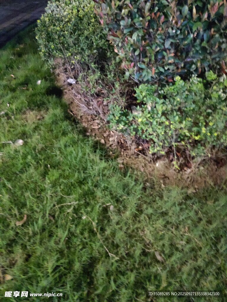 草坪与圆形绿植景观