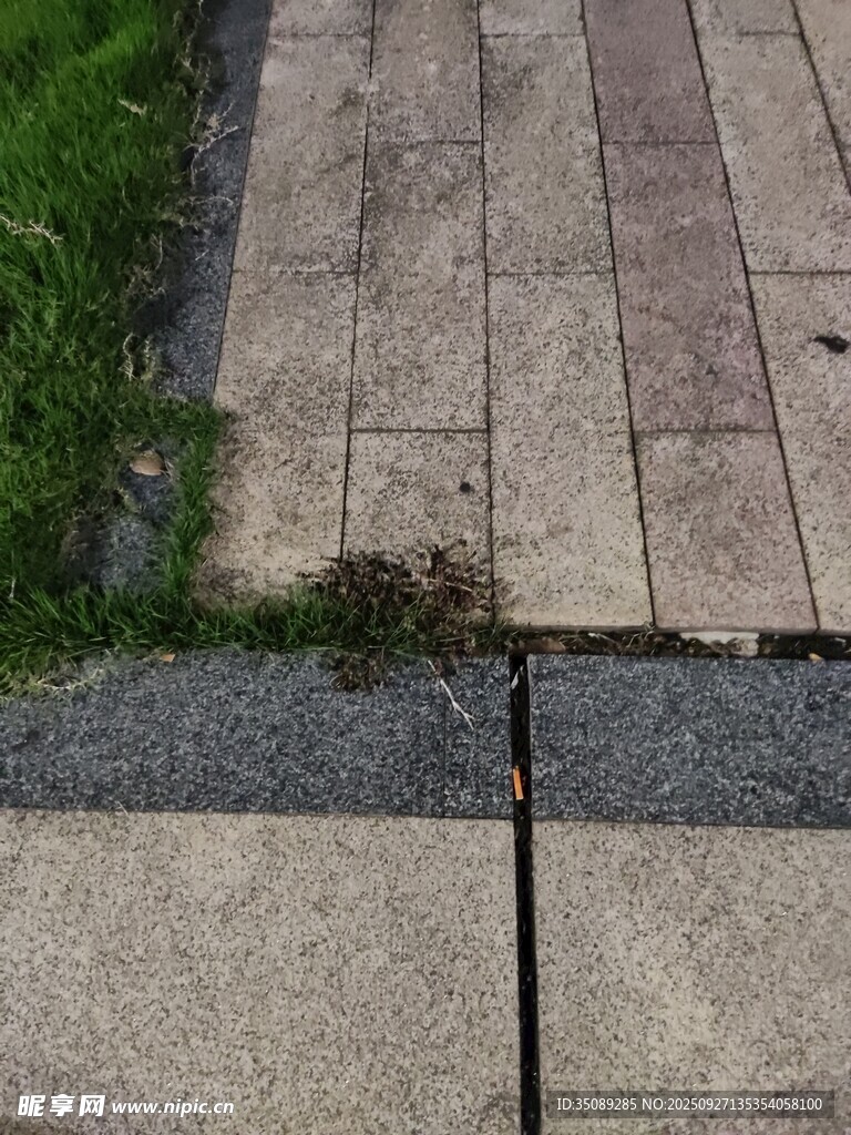 路面砖块缝隙中的杂草