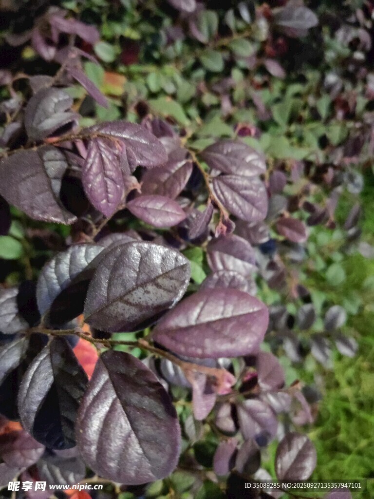 深紫叶片的植物特写