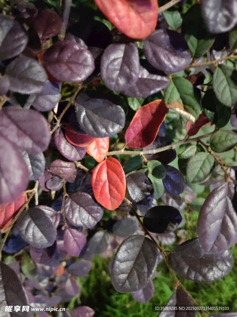 紫叶植物特写