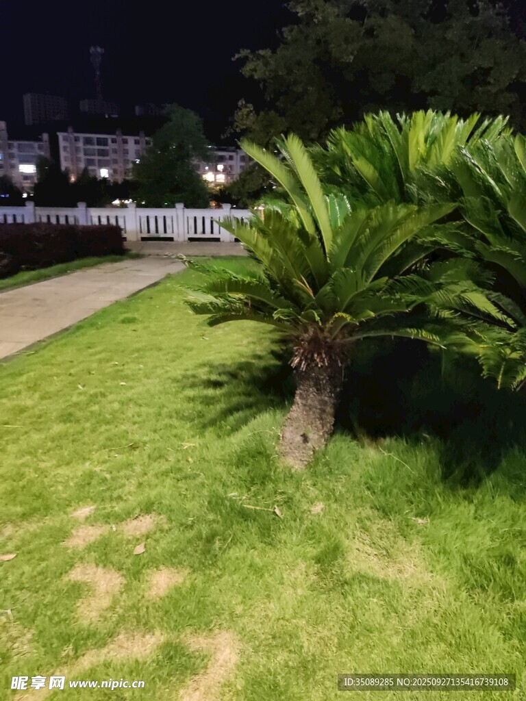 夜晚草坪边的葱郁绿植