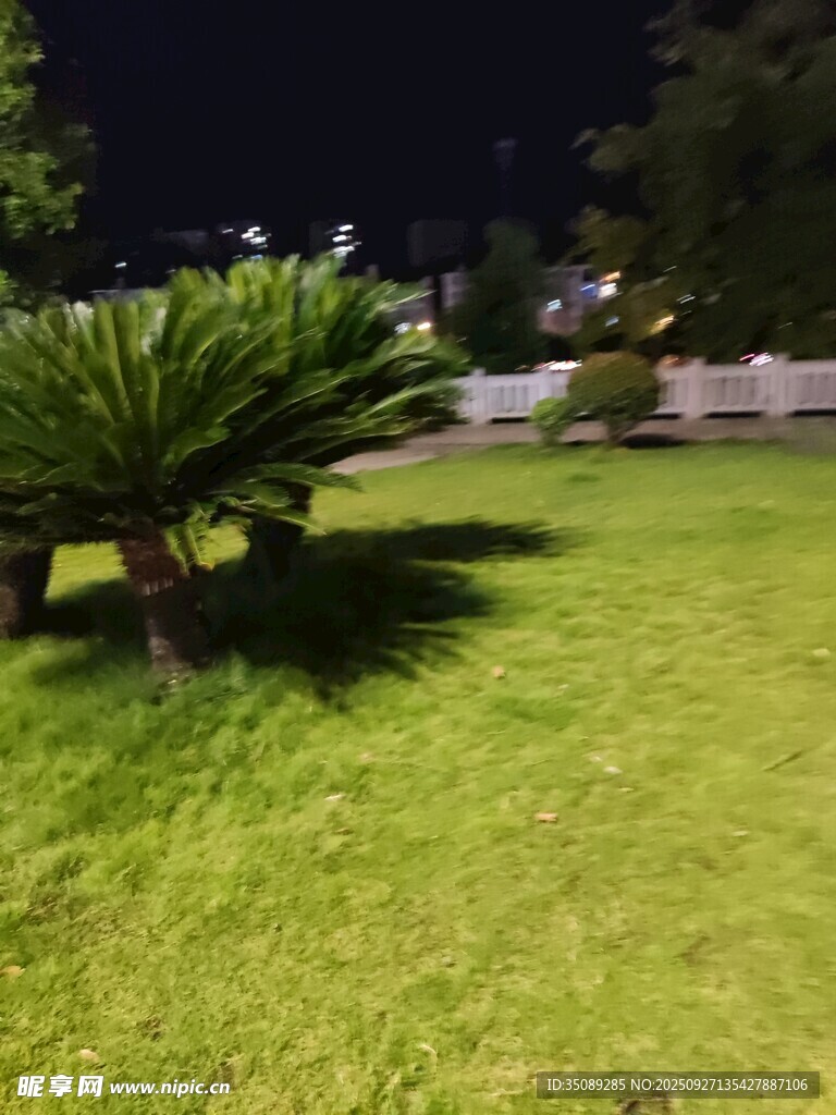 夜晚草坪上的绿植景观