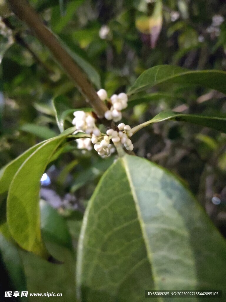 枝头绽放的清新白色小花